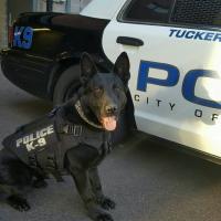K9 Tucker displaying his newly purchased ballistic vest.