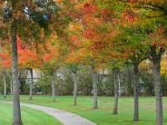 Walking Path at Discovery Meadows Park