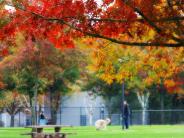 Picnic Tables and Person Walking Their Dog at Discovery Meadows Park