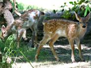 Deer at Lower City Park