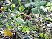 Chipmunk at Galen McBee Airport Park