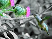 Humming Bird at Galen McBee Airport Park