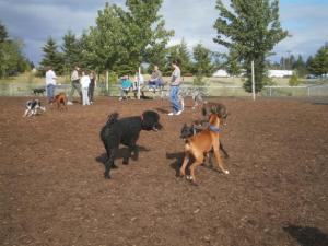 Dog Park 1