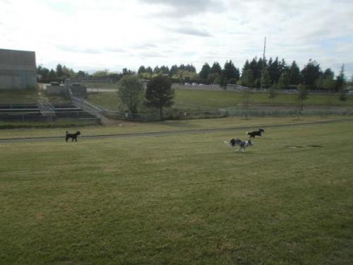 Riverside Drive Dog Park Mcminnville Oregon