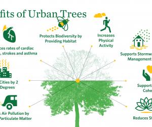 Image showing the benefit of urban trees including health, bio-diversity, stormwater, stress, and more.