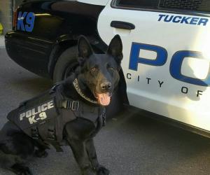 K9 Tucker displaying his newly purchased ballistic vest.