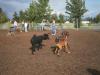 Dog Park 1